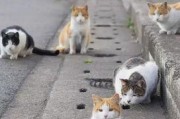 娱乐吃瓜酱流浪猫,吃瓜酱的趣味生活记